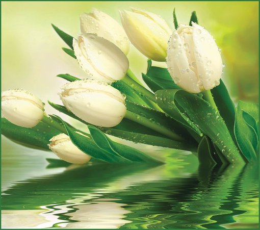 фотообои 001 Белые тюльпаны (294*260см) (12л)