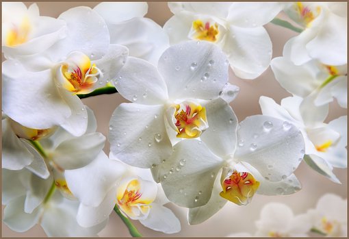 Фотообои Белая орхидея 134х196 см